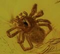 Two Fossil Spiders (Aranea) In Baltic Amber #45141-4